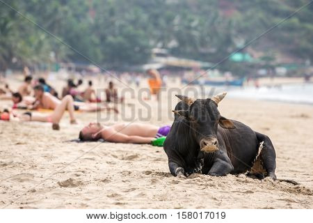 Gokarna, India - January 16, 2016: Big black bull and tourists having sunbath at the beach in Gokarna, India