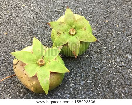 Cork tree, Mangrove apple fruit on concrete road