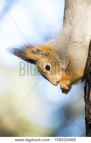 Wild squirrel eating on the tree in forest