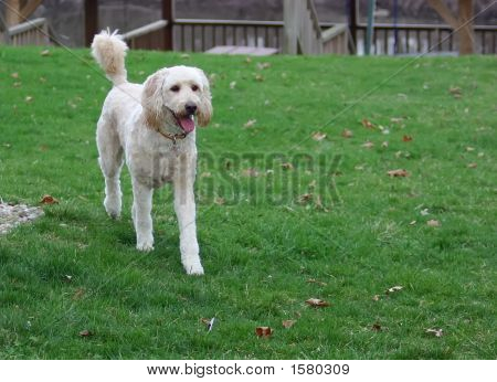 Happy Dog
