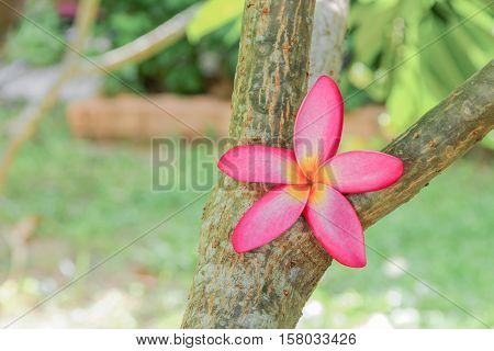 plumeria flower pink selective focus or desert rose beautiful on the tree ( Common name Apocynaceae Frangipani Pagoda Temple )