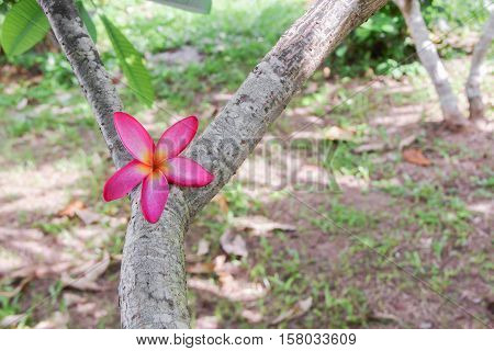 plumeria flower pink selective focus or desert rose beautiful on the tree ( Common name Apocynaceae Frangipani Pagoda Temple )