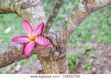 plumeria flower pink selective focus or desert rose beautiful on the tree ( Common name Apocynaceae Frangipani PagodaTemple )