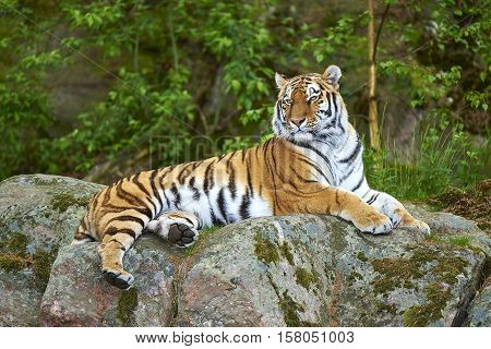 Siberian tiger laying on a rock. Noble attitude.