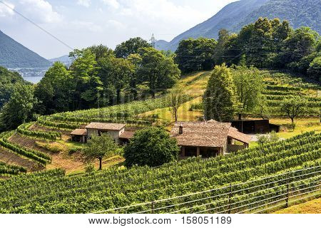 MAROGGIA, SWITZERLAND - JUNE 26, 2016: Vineyard along the road between Maroggia and Arogno (Ticino Switzerland) at summer