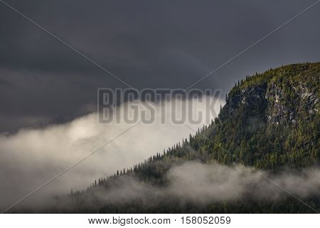 Clouds covering the pine forest giving a magical and mysterious effect on this landscape