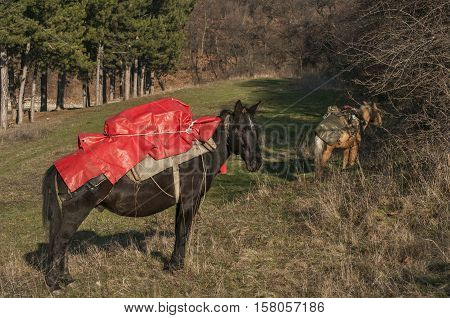 Mountain packhorses grazing on meadow grass on sunny late autumn day