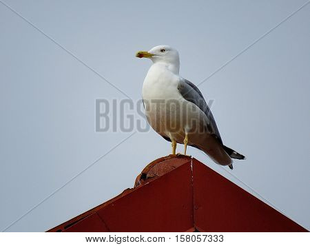 gull on the roof.Looking away from the curious.Trust and loneliness