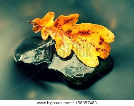 Detail Of Rotten Old Oak Leaf On Basalt Stone In Blurred Water