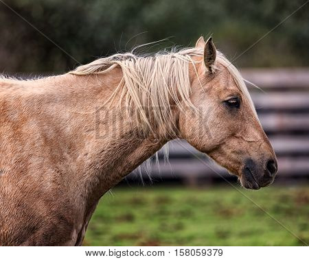 Horse at a Farm in Northern Californa, Color Image