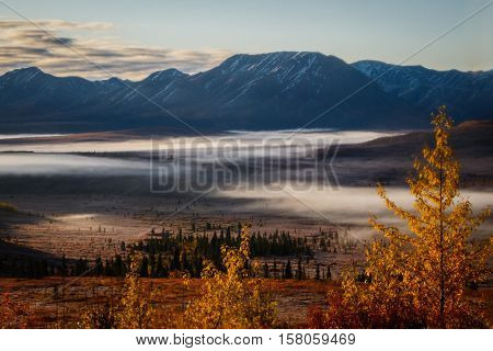 Fall season in Denali NP, Alaska, USA