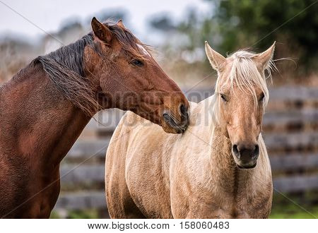 Horses at a Farm in Northern Californa, Color Image
