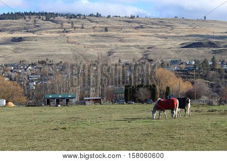 Two horses grazing in green field with buildings, trees, hills, blue sky and clouds in background.  Horses wearing horse blankets.