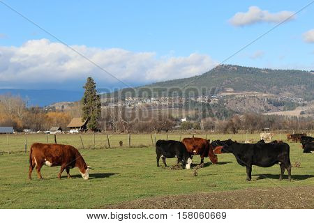 Cows grazing in farm with green grass, trees, buildings, bright blue sky and mountain background.