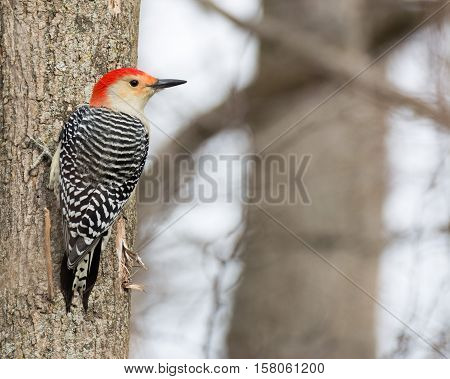 Male red-bellied woodpecker eating bird seed on a tree.