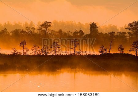 Trees evening with golden light. Lake sunset.
