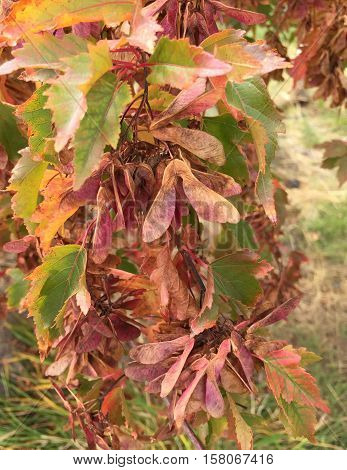 Maple tree seed pods often called helicopters by kids turned to fall colors of red and gold.