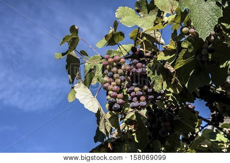 black grapes on the vine uotdoor closeup
