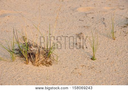 Green grass grawing on the yellow sand