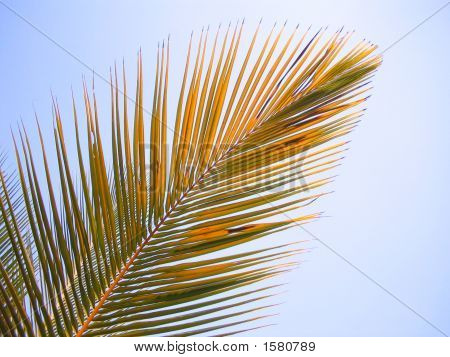 Coconutleaf1