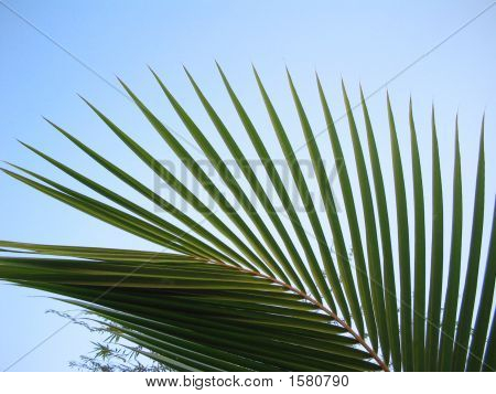 Coconutleaf3