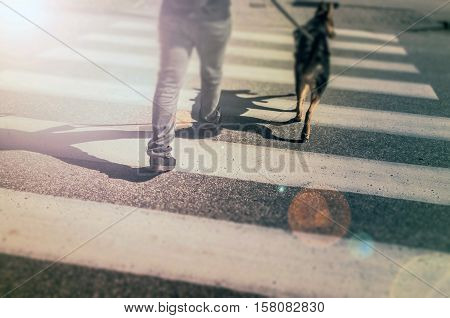 Pedestrian crossing. A young man passing through the street with a dog