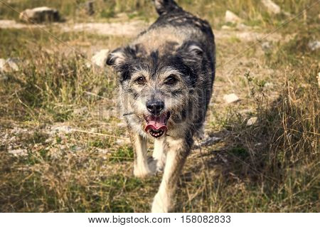 Happy senior mongrel dog on a walk