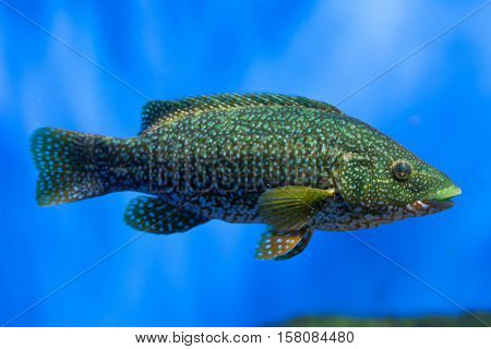 Ballan wrasse (Labrus bergylta). Marine fish.