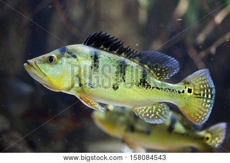 Butterfly peacock bass (Cichla ocellaris).