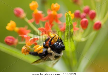 Bumble Bee a květiny