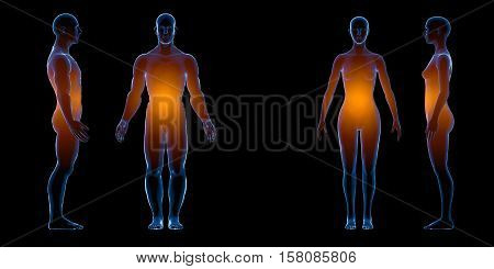 X ray human male female body. Anatomy concept. Isolate, 3d render.