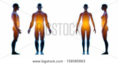 X ray human male female body. Anatomy concept. Isolate, 3d render.
