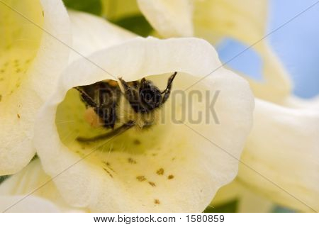 Pan Bumble Bee uvnitř náprstník