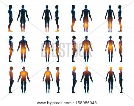 X ray human male female body. Anatomy concept. Isolate, 3d render.