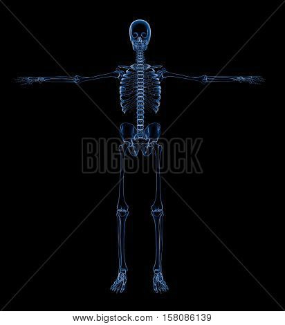 X ray skeleton skelet body. Anatomy concept. 3d render.