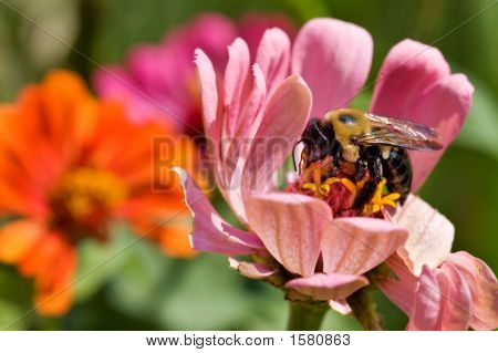 Pan Bumble Bee v květech