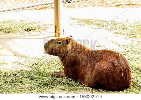 Capybara (hydrochoerus hydrochaeris) in the zoo thailand.