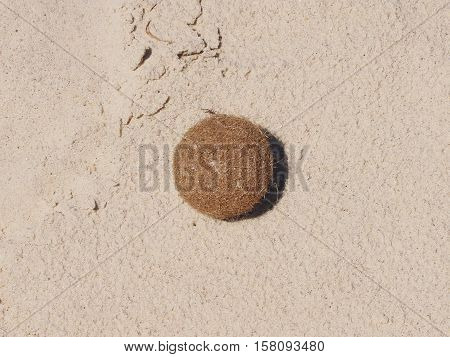The rolled-up hair ball lies on clean sand