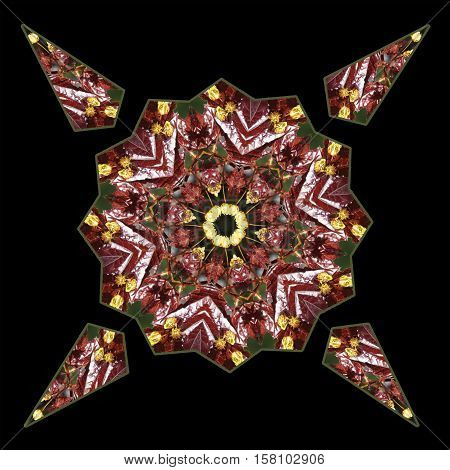 Red Maple leaves make a striking
pattern in a kaleidoscope.
