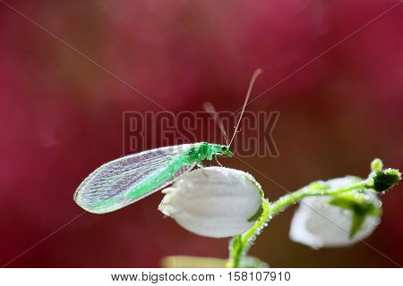 The adults are just as predatory as larvae. Their main prey are aphids and other