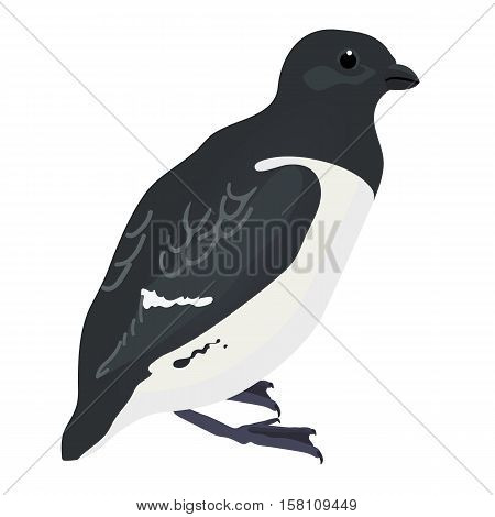little auk cartoon detalised bird isolated on white background