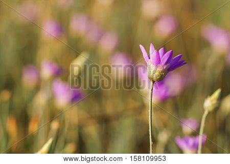 Closeup of xeranthemum annuum - flowering plant species also known as annual everlasting or immortelle. Native to eastern Europe and western Asia