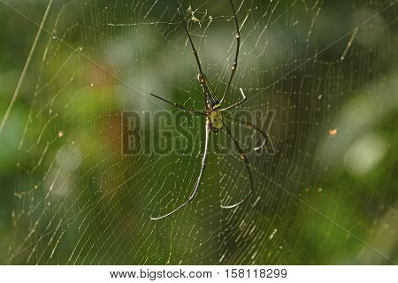 Dorsal View of a Golden Giant Orb Weaver in Assam India