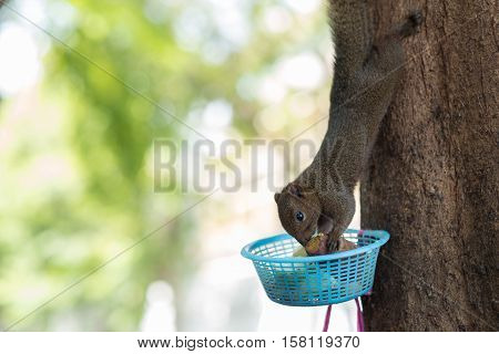 squirrel eating sweet potato on the trees