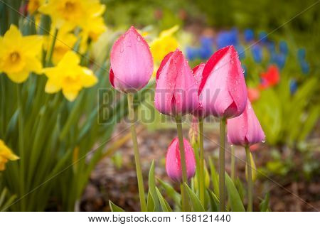 Pink flower and green leaf on blue sky