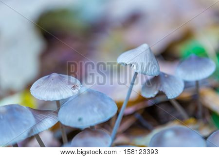 Macro Of Small Uneatable Mushrooms Growing In Autumn Forest