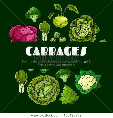 Cabbage vegetable poster with fresh green and red head cabbage, broccoli, cauliflower, kohlrabi, brussel sprout, romanesco cauliflower and bok choy. Vegetarian food, dieting, salad recipe design
