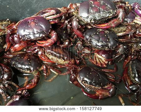 close up fresh rice field crab in plastic enamelware