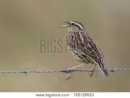 Eastern Meadowlark Perched On A Wire Fence - Florida