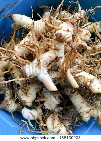 close up fresh alpinia galanga in vegetable shop